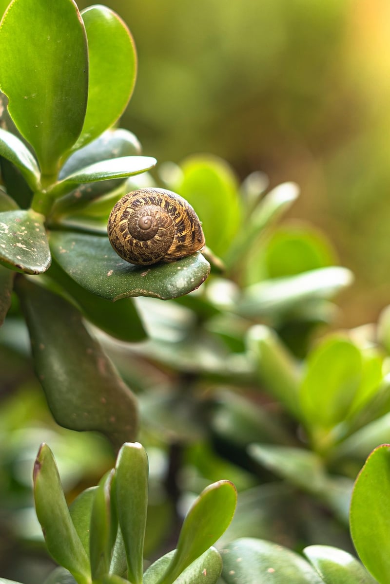 Healthy Plants